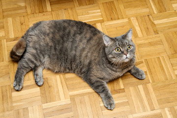 A cute and lazy british cat is lying on the floor and looking popped and scared. 