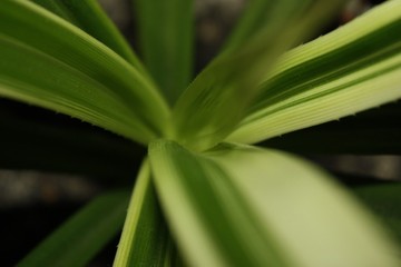 Obraz premium long green leaves with prickles