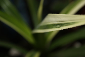 long green leaves with prickles
