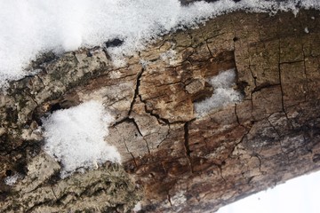 An old log covered in snow