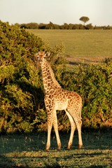 Baby giraffe in africa