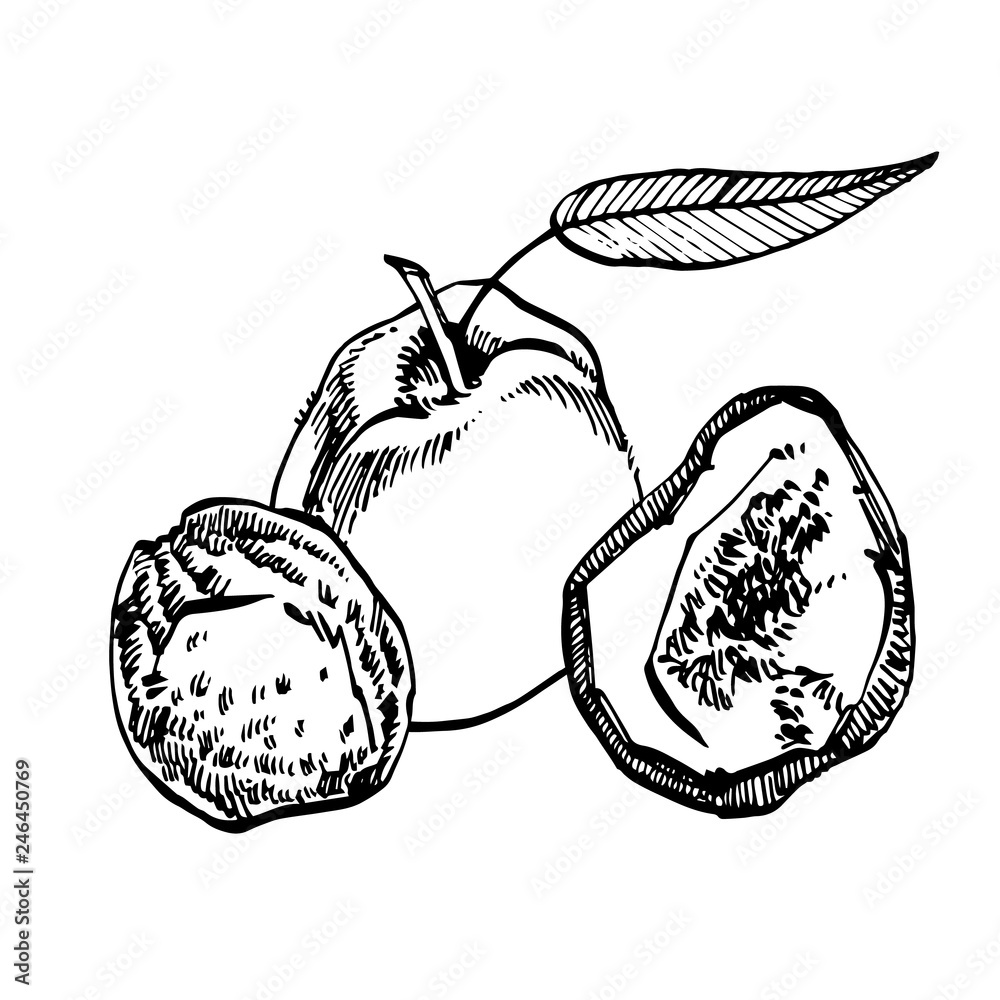 Wall mural Dried peaches vector hand drawn illustration. Ink sketch of nuts. Hand drawn vector illustration. Isolated on white background. - Wall murals