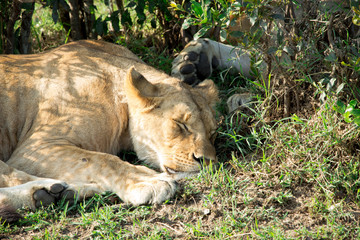 Sleping female lion