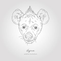 Realistic hand drawn vector sketch of hyena dog head.