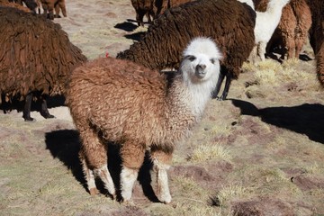 Baby Alapcha