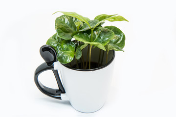 A picture of the coffee tree Growing from the porcelain cup. The plant is fresh green. Symbolizes ecology, raw product.   