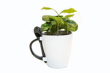 A picture of the coffee tree Growing from the porcelain cup. The plant is fresh green. Symbolizes ecology, raw product.   