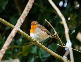 Obraz premium Robin bird on a branch