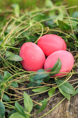 Three red colored traditional Easter eggs in the grass nest on the natural wooden background