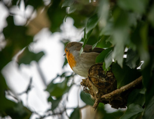 Robin bird on a branch