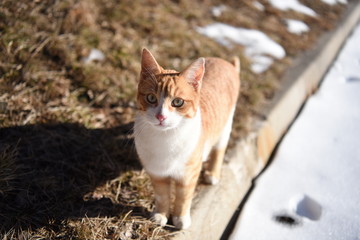 gatto gattino rosso pelo 