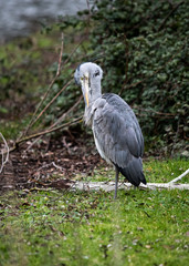 Gray Heron