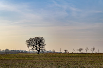 Oak tree and line of smaller trees in winter, silhouetted against the sky