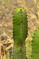 Kaktus