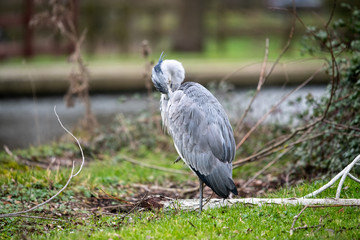Gray Heron