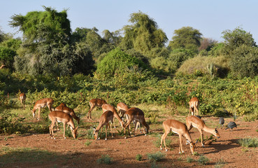 Antilopen in Kenia 