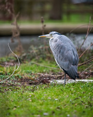 Gray Heron