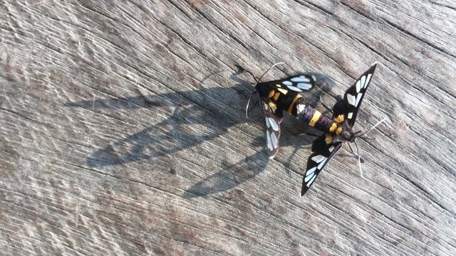 colorful moth mating on wood