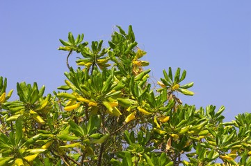 Maldivian plant with green and yellow leaves (Ari Atoll, Maldives)