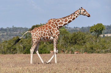 Giraffe in Kenia