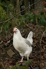 Huhn
