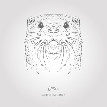 otter sketch head vector graphics monochrome hand drawn vector illustration