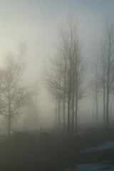 Fototapeta na wymiar A picture of some trees on a small hill standing in the morning mist. Look mysterious and enigmatic. 