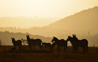 Fototapeta na wymiar Zebras bei Sonnenuntergang in Kenia