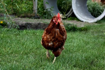 hen on grass