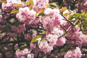 Beautiful full bloom cherry Blossom in the early spring season. Pink Japanese flower. Japanese Garden.