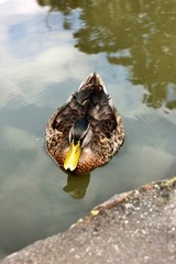 duck in water