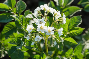potato bushes grow