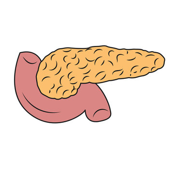 Pancreas illustration. Drawing of pancreas