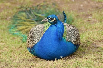 Pavo Cristatus bird - male peacock