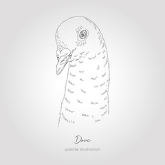 Vector hand drawn realistic sketch illustration of dove bird profile portrait