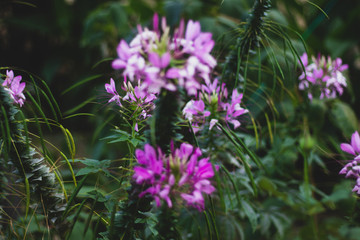dark pink flowers in the garden
