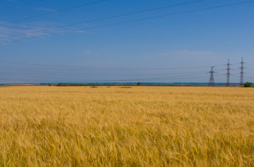 Fototapeta premium field and blue sky in Ukraine