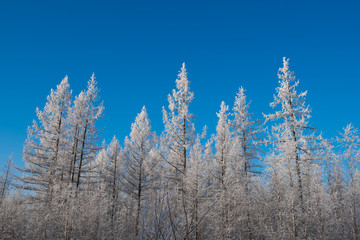 forest in winter