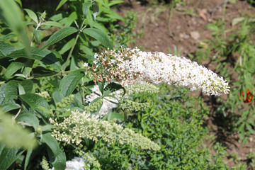 Buddleia davidii or butterfly-bush with white flowers. Flowering plant in garden