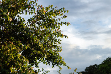 branch of a tree