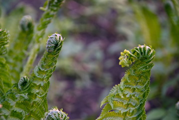 green fern leaves. Closeup of green fern leaves.