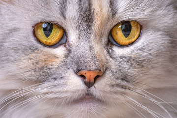 Closeup Portriat of cat on brown sofa background