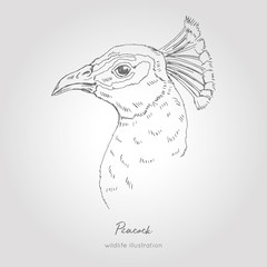 Peacock hand drawn profile portrait. Vector illustration. Realistic sketch.