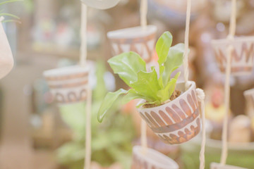 Blurred succulent plant on  pot.