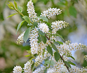 Branch with flowers of a bird cherry ordinary (Prunus padus L.)