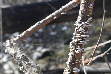 Fungus branch