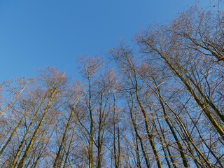Arbres pointant vers le ciel