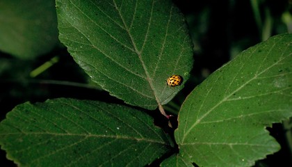 Yellow ladybird (Psyllobora vigintiduopunctata) on green leaves