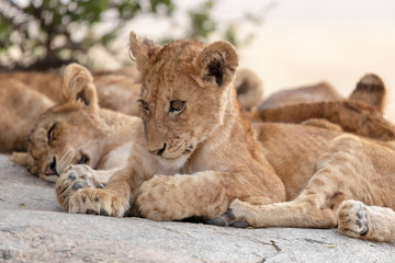 small lion cub ,Africa safari