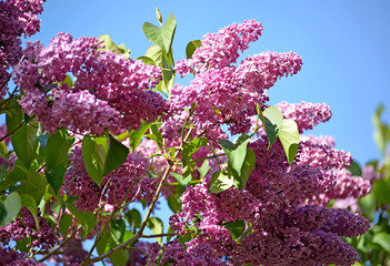 Brushes of the blossoming lilac (Syringa L.) against the background of the sky